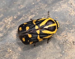 Phymatostetha perspicillaris