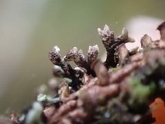 Hypogymnia hultenii