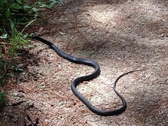 Coluber constrictor priapus