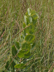 Asclepias latifolia
