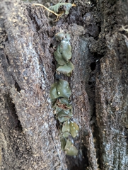 Chlorencoelia versiformis