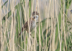 Acrocephalus agricola