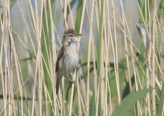Acrocephalus agricola