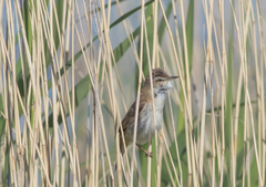 Acrocephalus agricola