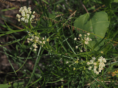 Asclepias subverticillata