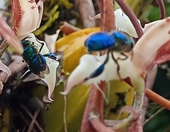 Euglossa