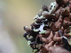 Hypogymnia hultenii