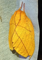 Adeloneivaia