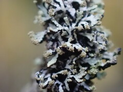 Hypogymnia hultenii
