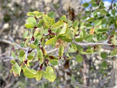 Amelanchier utahensis