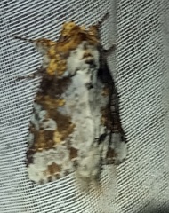 Disphragis tharis