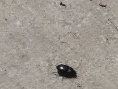 Pangaeus bilineatus