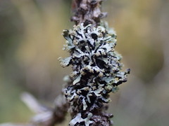 Hypogymnia hultenii