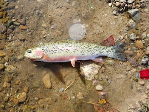 Westslope Cutbow