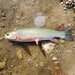Oncorhynchus mykiss × lewisi - Photo (c) Carson Moore, alguns direitos reservados (CC BY-NC), uploaded by Carson Moore