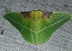 Tachyphyle basiplaga