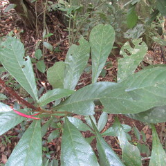 Aphelandra