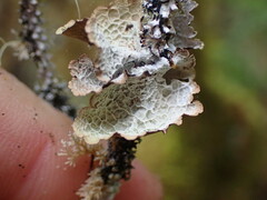 Platismatia norvegica