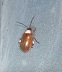 Asphaera chontalensis