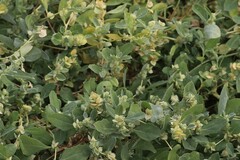 Atriplex muelleri