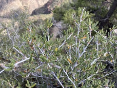 Cercocarpus intricatus