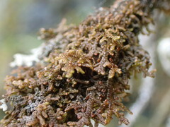 Frullania nisquallensis