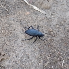 Tenebrioninae