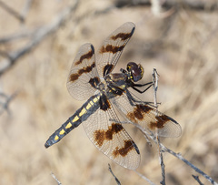 Plathemis subornata