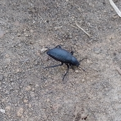 Tenebrioninae