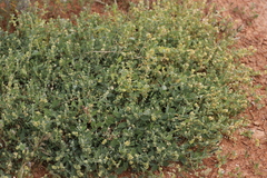 Atriplex muelleri