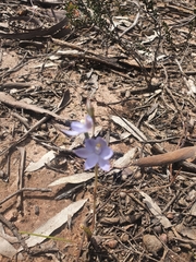 Thelymitra nuda