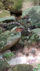 Crotalus horridus