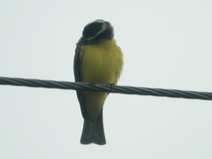 Megarynchus pitangua