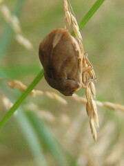 Homaemus aeneifrons