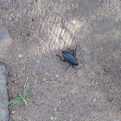Tenebrioninae