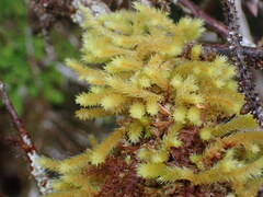 Antitrichia curtipendula