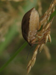 Homaemus aeneifrons