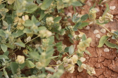 Atriplex muelleri