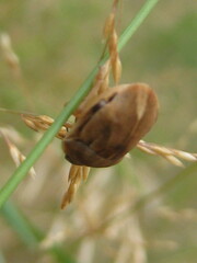 Homaemus aeneifrons