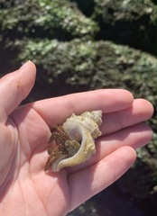 Pagurus granosimanus