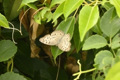 Junonia atlites