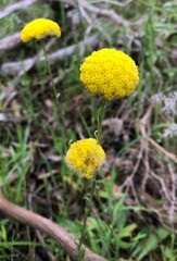 Craspedia variabilis