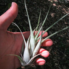 Tillandsia flexuosa