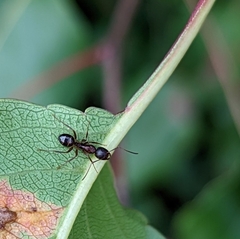 Camponotus subbarbatus