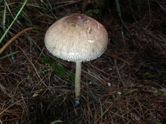 Macrolepiota