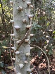 Zanthoxylum