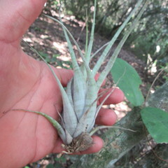 Tillandsia flexuosa