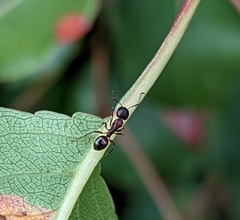 Camponotus subbarbatus
