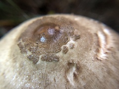 Macrolepiota