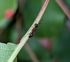 Camponotus subbarbatus
